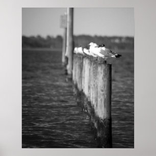 Poster Gaivotas pretas e brancas em Postas 16x20 