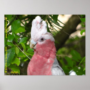Póster Galah (Breasted cor-de-rosa/Cockatoo róseo)