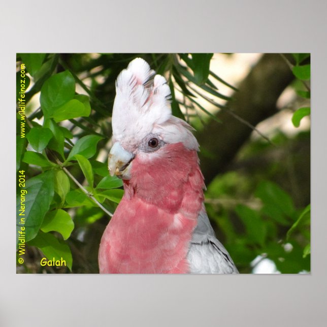Póster Galah (Cockatoo de pausa/roseado por Rosa) (Frente)