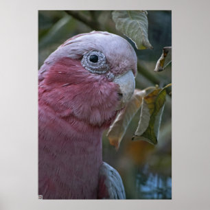 Poster Galah ou Cockatoo de peito Rosa