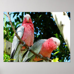 Póster Galahs (Breasted cor-de-rosa/Cockatoos róseos)