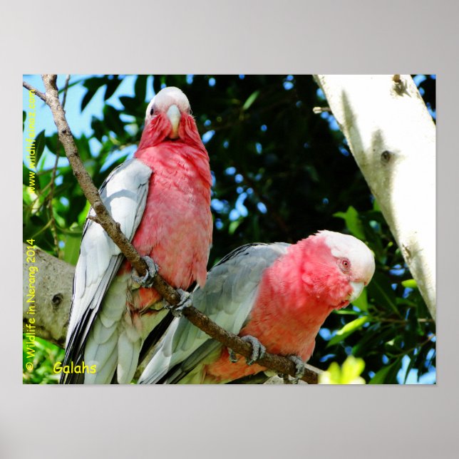 Póster Galahs (Cockatoos assados por Rosa/roseados) (Frente)