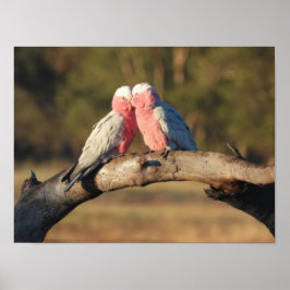 Poster Galahs Rosa