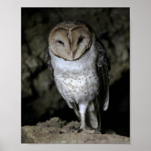 Poster Galapagos Barn Owl