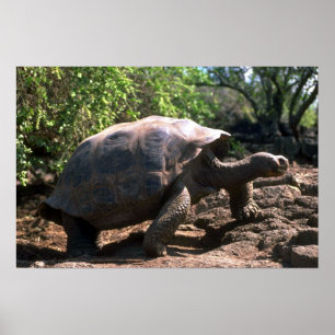Póster Galápagos Giant Tortoise (do tipo Dome)