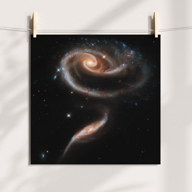 Póster Galáxias Espirais em Forma de Rosa (Rose Spiral Galaxies Poster)
