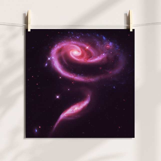 Póster Galáxias Rosa (Pink Rose Galaxies Poster)