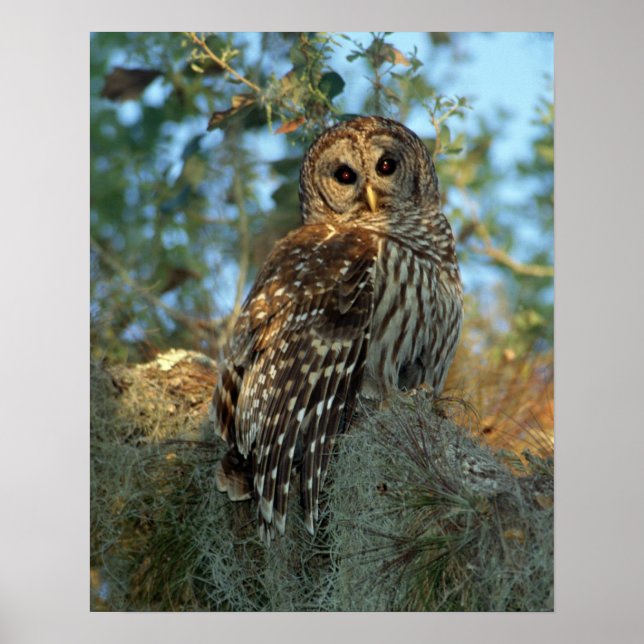 Poster Galeria Barred Owl em alguns Moss espanhóis (Frente)