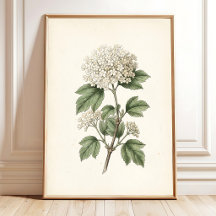 Galeria de Arte Botânico Vintage para Decoração de