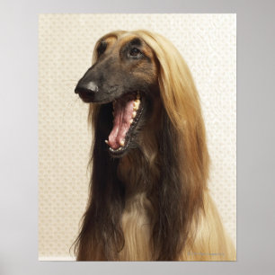 Poster Galgo afegão que senta-se na sala