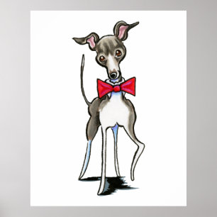 Poster Galgo italiano Antonio