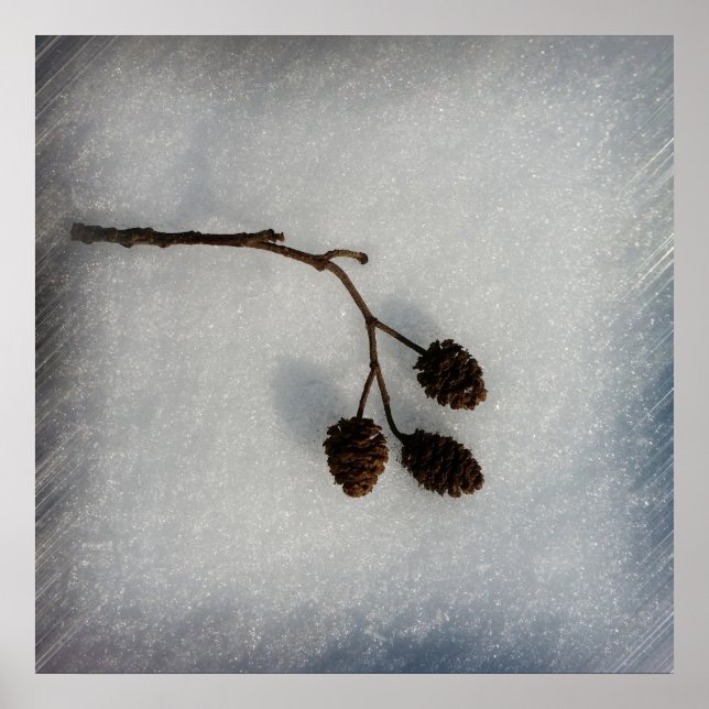 Póster galho caído (Frente)