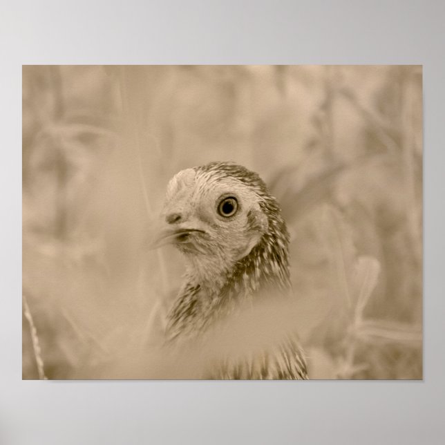 Poster Galinha (Frente)