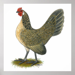 Póster Galinha anã holandesa: Galinha azul das codorniz