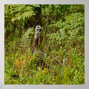 Poster Galinha com pintinhos