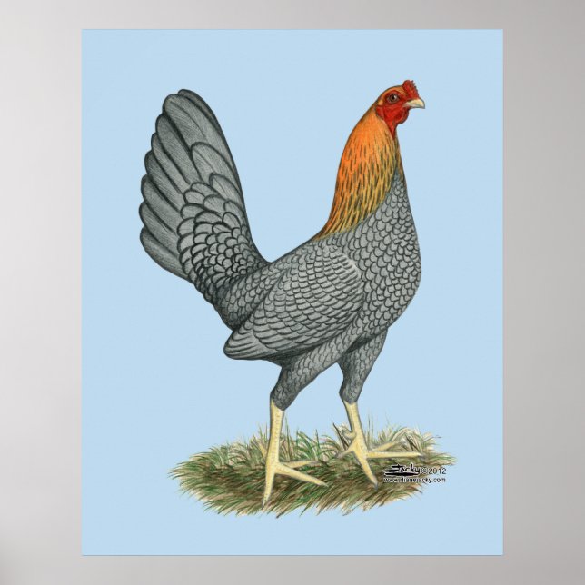 Poster Galinha de Briga Azul Vermelha (Frente)