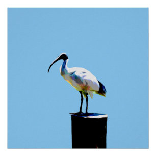 Póster Galinha De caixa, (Ibis) Tinta De Óleo Poster Lumi