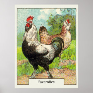Póster Galinha de Faverolles do vintage