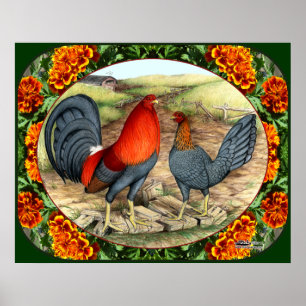 Poster Galinha de jogo bonita