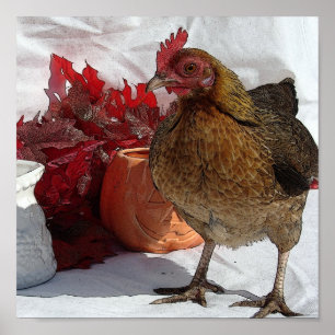 Póster Galinha de outono