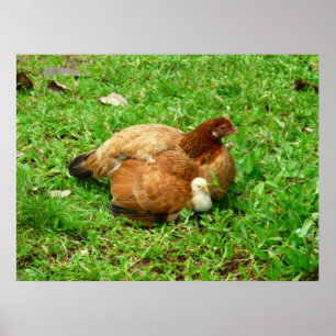 Póster Galinha e pintinho