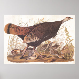 Poster Galinha e pintinhos selvagens de turquia da arte