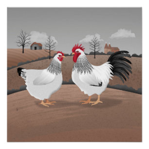 Póster Galinha & Galo