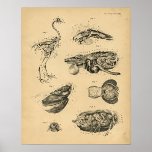 Poster Galinha Hen Skeleton Anatomy 1908 Vintage Impressã