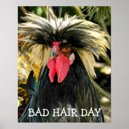 Poster Galinha Meme Dia Ruim de Cabelo Engraçado