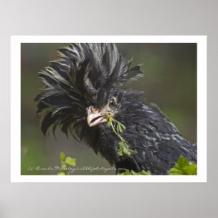 Póster Galinha polonesa