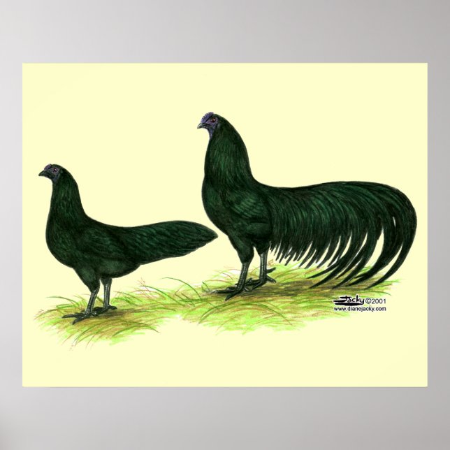 Poster Galinha Sumatra Preta (Frente)