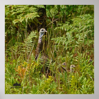 Poster Galinha turca com pintinhos