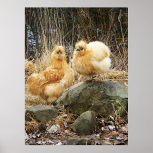 Poster Galinhas amarelas de Silkie que estão junto o