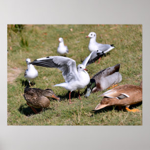 Poster Galinhas de aves e patos de erva