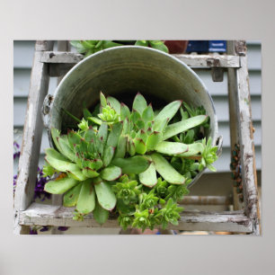 Póster Galinhas e Succulents dos pintinhos em uma