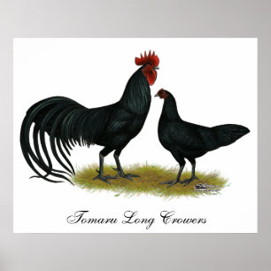 Poster Galinhas longas de Tomaru Crower