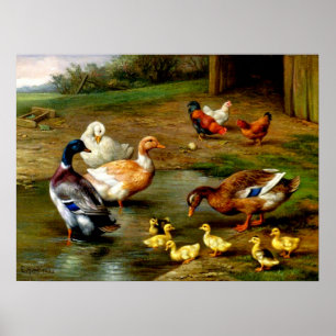 Poster Galinhas, Patos E Patos Na Fazenda