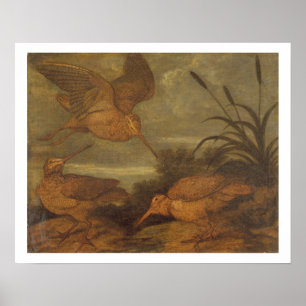 Póster Galinhola no crepúsculo, c.1676 (óleo em canvas)