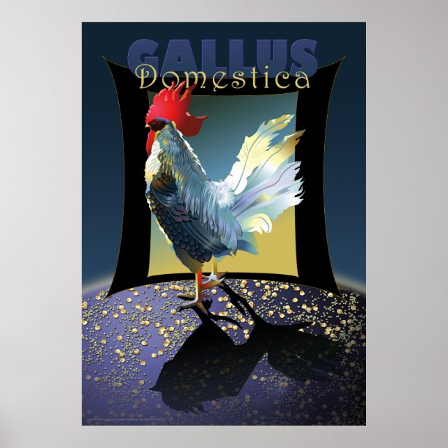 Poster Gallus Domestica (Frente)