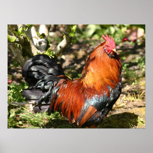 Póster galo (Frente)