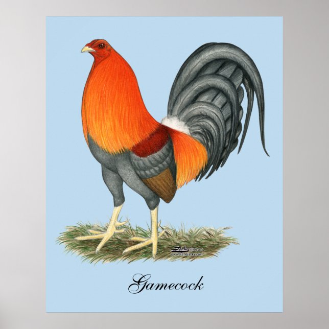 Poster Galo Azul Vermelho Gamecock (Frente)