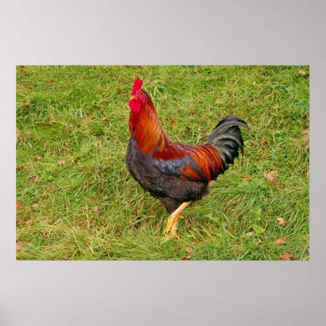 Poster Galo (cockerel) (Frente)