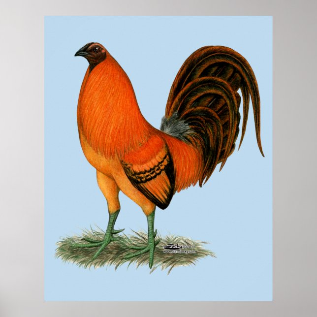 Póster Galo Combatente Ginger Vermelho (Frente)