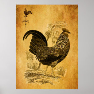 Poster Galo da acção de graças