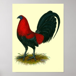Poster Galo de Briga Americano: Vermelho Castanho