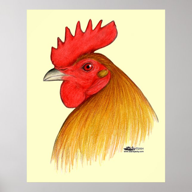 Póster Galo de Briga Crista Simples (Frente)