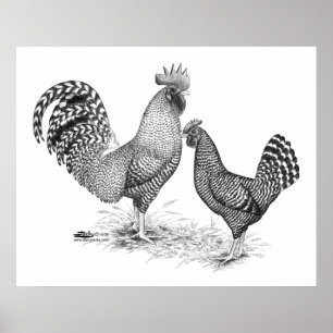 Poster Galo de Cinzas da Califórnia e Hen