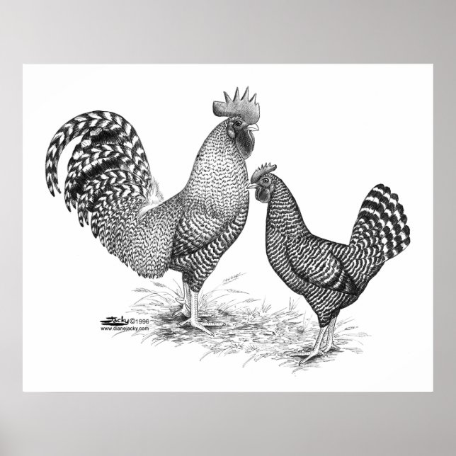 Poster Galo de Cinzas da Califórnia e Hen (Frente)