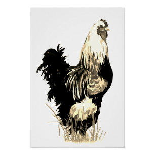 Póster Galo de Galinha de Fazenda Ave Preto Branco Aquare
