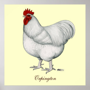 Póster Galo do branco de Orpington